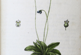 Хегетшвайлер И. Sammlung von Schweizer Pflanzen [Коллекция растений Швейцарии]. 1824-1834гг. Швейцария, г. Базель